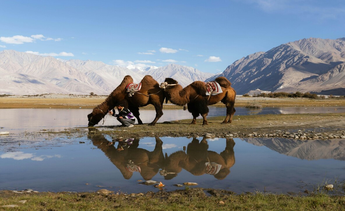 best time for Nubra, Things to do in Nubra valley, hotel nubra valley,
